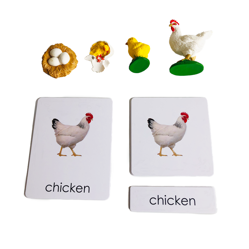 Ciclo di vita Animali Carte e  - Kids Toys Cycle recensione e prezzo